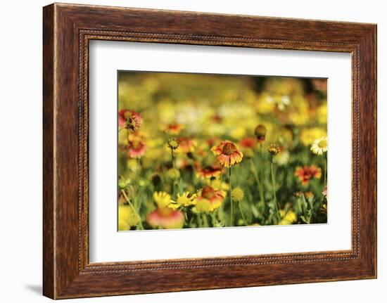 Sri-Lanka, Kandy, Peradeniya Botanical Gardens-Anthony Asael-Framed Photographic Print