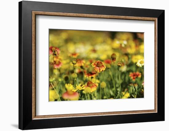 Sri-Lanka, Kandy, Peradeniya Botanical Gardens-Anthony Asael-Framed Photographic Print