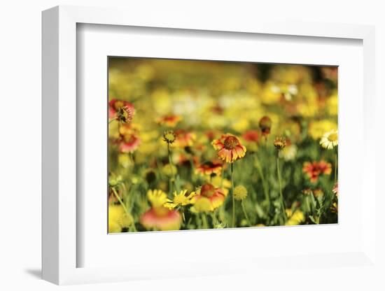 Sri-Lanka, Kandy, Peradeniya Botanical Gardens-Anthony Asael-Framed Photographic Print