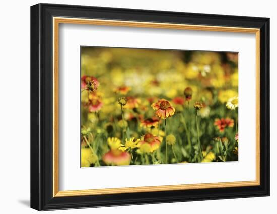 Sri-Lanka, Kandy, Peradeniya Botanical Gardens-Anthony Asael-Framed Photographic Print