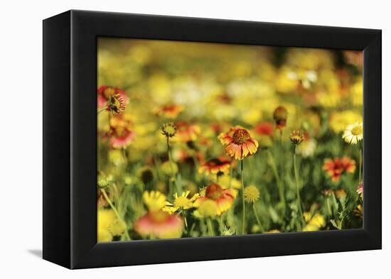 Sri-Lanka, Kandy, Peradeniya Botanical Gardens-Anthony Asael-Framed Premier Image Canvas