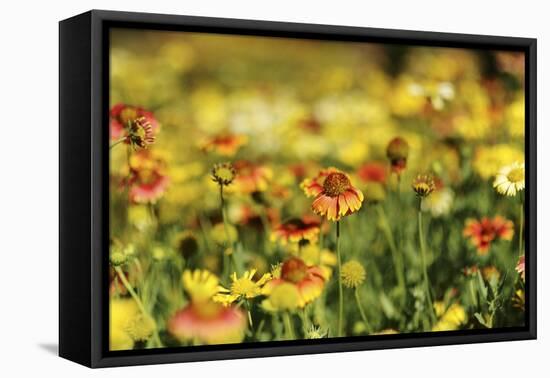 Sri-Lanka, Kandy, Peradeniya Botanical Gardens-Anthony Asael-Framed Premier Image Canvas