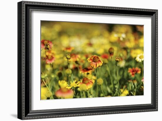 Sri-Lanka, Kandy, Peradeniya Botanical Gardens-Anthony Asael-Framed Photographic Print