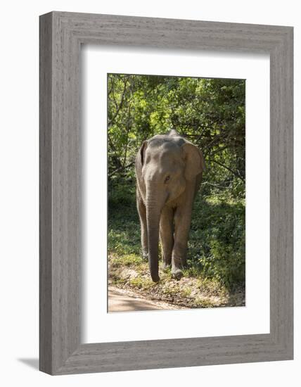 Sri Lanka, Tissamaharama, Ruhuna National Park. Sri Lankan elephant.-Cindy Miller Hopkins-Framed Photographic Print