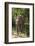 Sri Lanka, Tissamaharama, Ruhuna National Park. Sri Lankan elephant.-Cindy Miller Hopkins-Framed Photographic Print