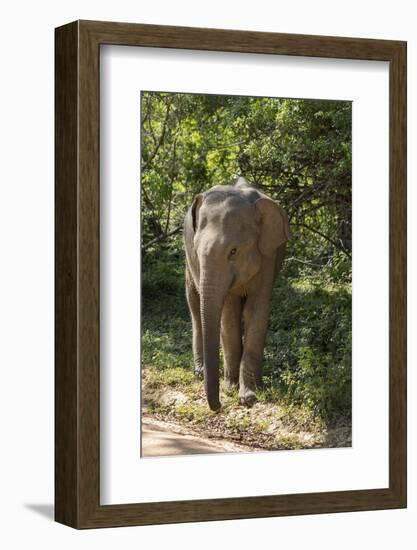 Sri Lanka, Tissamaharama, Ruhuna National Park. Sri Lankan elephant.-Cindy Miller Hopkins-Framed Photographic Print