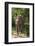 Sri Lanka, Tissamaharama, Ruhuna National Park. Sri Lankan elephant.-Cindy Miller Hopkins-Framed Photographic Print