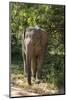 Sri Lanka, Tissamaharama, Ruhuna National Park. Sri Lankan elephant.-Cindy Miller Hopkins-Mounted Photographic Print