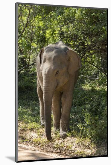 Sri Lanka, Tissamaharama, Ruhuna National Park. Sri Lankan elephant.-Cindy Miller Hopkins-Mounted Photographic Print