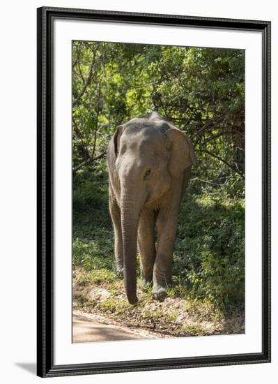 Sri Lanka, Tissamaharama, Ruhuna National Park. Sri Lankan elephant.-Cindy Miller Hopkins-Framed Premium Photographic Print