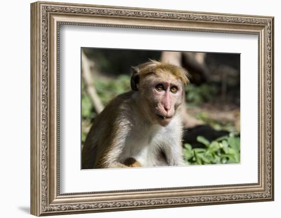 Sri Lanka, Tissamaharama, Ruhuna National Park. Toque macaque.-Cindy Miller Hopkins-Framed Photographic Print