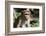 Sri Lanka, Tissamaharama, Ruhuna National Park. Toque macaque.-Cindy Miller Hopkins-Framed Photographic Print