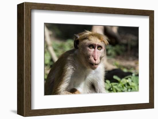 Sri Lanka, Tissamaharama, Ruhuna National Park. Toque macaque.-Cindy Miller Hopkins-Framed Photographic Print