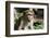 Sri Lanka, Tissamaharama, Ruhuna National Park. Toque macaque.-Cindy Miller Hopkins-Framed Photographic Print