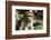 Sri Lanka, Tissamaharama, Ruhuna National Park. Toque macaque.-Cindy Miller Hopkins-Framed Photographic Print