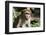 Sri Lanka, Tissamaharama, Ruhuna National Park. Toque macaque.-Cindy Miller Hopkins-Framed Photographic Print