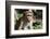 Sri Lanka, Tissamaharama, Ruhuna National Park. Toque macaque.-Cindy Miller Hopkins-Framed Photographic Print