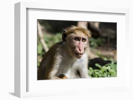 Sri Lanka, Tissamaharama, Ruhuna National Park. Toque macaque.-Cindy Miller Hopkins-Framed Photographic Print