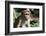 Sri Lanka, Tissamaharama, Ruhuna National Park. Toque macaque.-Cindy Miller Hopkins-Framed Photographic Print