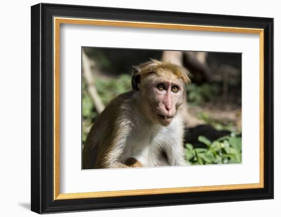 Sri Lanka, Tissamaharama, Ruhuna National Park. Toque macaque.-Cindy Miller Hopkins-Framed Photographic Print