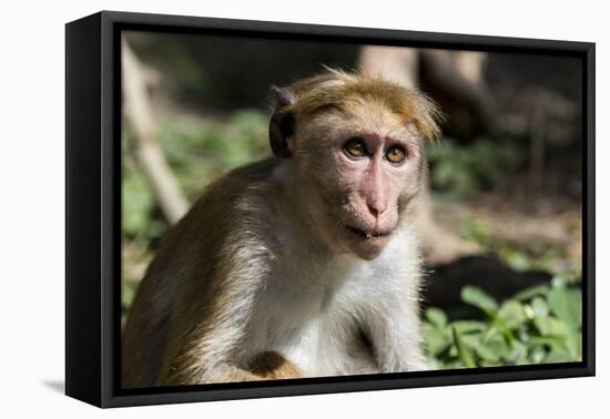 Sri Lanka, Tissamaharama, Ruhuna National Park. Toque macaque.-Cindy Miller Hopkins-Framed Premier Image Canvas