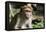 Sri Lanka, Tissamaharama, Ruhuna National Park. Toque macaque.-Cindy Miller Hopkins-Framed Premier Image Canvas