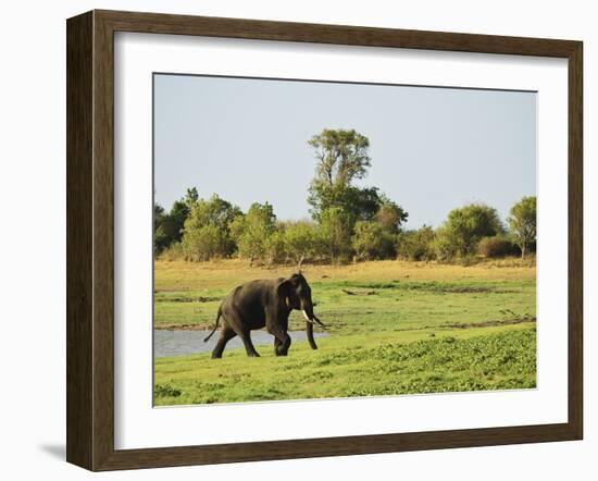 Sri Lankan Elephant (Elephas Maximus Maximus), Minneriya National Park, Sri Lanka, Asia-Jochen Schlenker-Framed Photographic Print