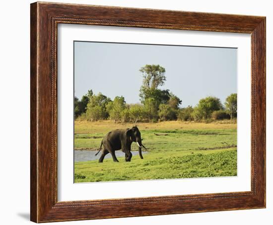 Sri Lankan Elephant (Elephas Maximus Maximus), Minneriya National Park, Sri Lanka, Asia-Jochen Schlenker-Framed Photographic Print