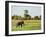 Sri Lankan Elephant (Elephas Maximus Maximus), Minneriya National Park, Sri Lanka, Asia-Jochen Schlenker-Framed Photographic Print