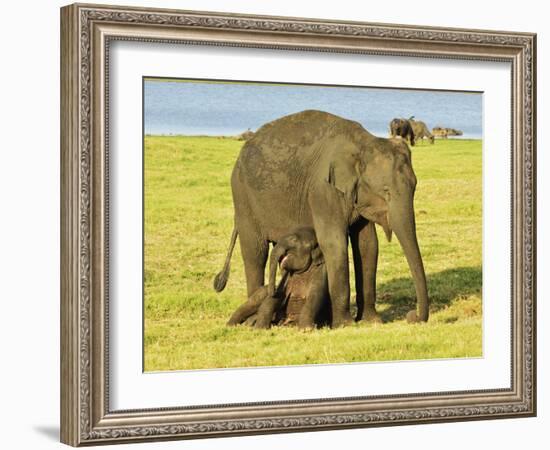 Sri Lankan Elephant (Elephas Maximus Maximus), Minneriya National Park, Sri Lanka, Asia-Jochen Schlenker-Framed Photographic Print