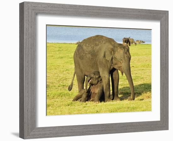 Sri Lankan Elephant (Elephas Maximus Maximus), Minneriya National Park, Sri Lanka, Asia-Jochen Schlenker-Framed Photographic Print