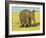 Sri Lankan Elephant (Elephas Maximus Maximus), Minneriya National Park, Sri Lanka, Asia-Jochen Schlenker-Framed Photographic Print