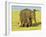 Sri Lankan Elephant (Elephas Maximus Maximus), Minneriya National Park, Sri Lanka, Asia-Jochen Schlenker-Framed Photographic Print