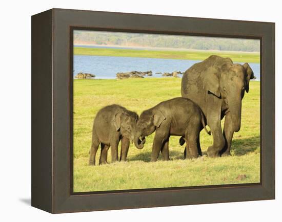 Sri Lankan Elephant (Elephas Maximus Maximus), Minneriya National Park, Sri Lanka, Asia-Jochen Schlenker-Framed Premier Image Canvas