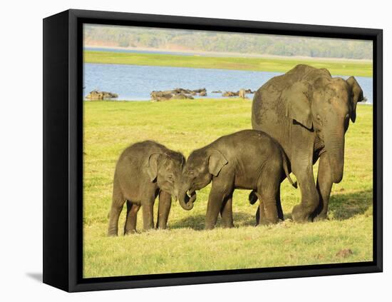 Sri Lankan Elephant (Elephas Maximus Maximus), Minneriya National Park, Sri Lanka, Asia-Jochen Schlenker-Framed Premier Image Canvas