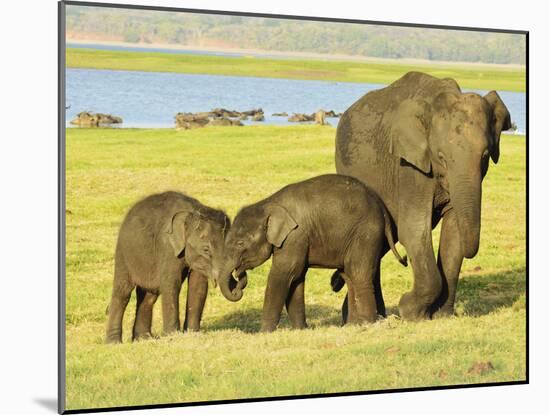 Sri Lankan Elephant (Elephas Maximus Maximus), Minneriya National Park, Sri Lanka, Asia-Jochen Schlenker-Mounted Photographic Print