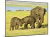 Sri Lankan Elephant (Elephas Maximus Maximus), Minneriya National Park, Sri Lanka, Asia-Jochen Schlenker-Mounted Photographic Print
