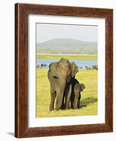 Sri Lankan Elephant (Elephas Maximus Maximus), Minneriya National Park, Sri Lanka, Asia-Jochen Schlenker-Framed Photographic Print