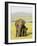 Sri Lankan Elephant (Elephas Maximus Maximus), Minneriya National Park, Sri Lanka, Asia-Jochen Schlenker-Framed Photographic Print