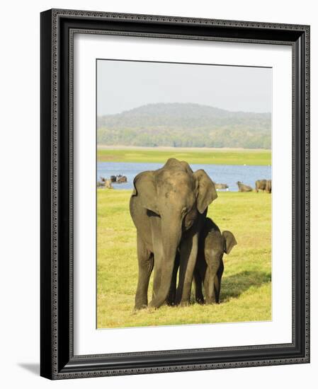 Sri Lankan Elephant (Elephas Maximus Maximus), Minneriya National Park, Sri Lanka, Asia-Jochen Schlenker-Framed Photographic Print