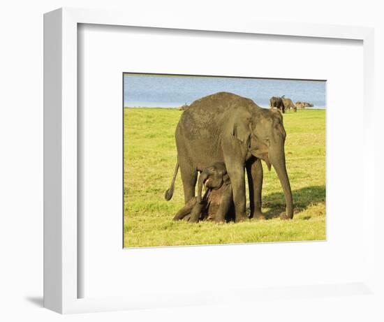 Sri Lankan Elephant (Elephas Maximus Maximus), Minneriya National Park, Sri Lanka, Asia-Jochen Schlenker-Framed Photographic Print