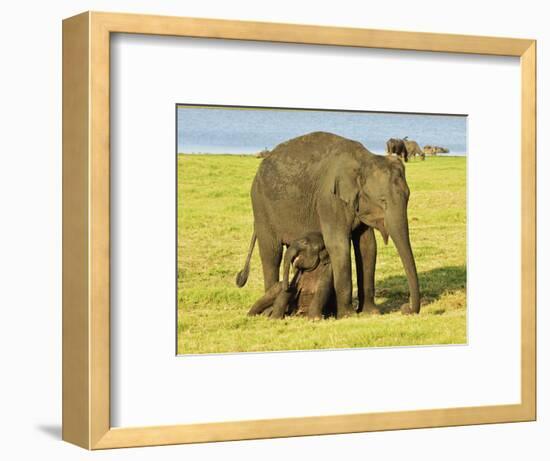 Sri Lankan Elephant (Elephas Maximus Maximus), Minneriya National Park, Sri Lanka, Asia-Jochen Schlenker-Framed Photographic Print