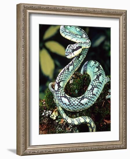 Sri Lankan Palm Viper, Native to Sri Lanka-David Northcott-Framed Photographic Print