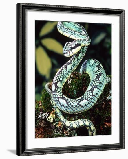 Sri Lankan Palm Viper, Native to Sri Lanka-David Northcott-Framed Photographic Print