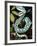 Sri Lankan Palm Viper, Native to Sri Lanka-David Northcott-Framed Photographic Print