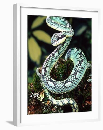 Sri Lankan Palm Viper, Native to Sri Lanka-David Northcott-Framed Photographic Print