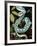 Sri Lankan Palm Viper, Native to Sri Lanka-David Northcott-Framed Photographic Print