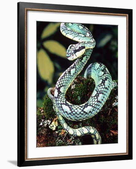 Sri Lankan Palm Viper, Native to Sri Lanka-David Northcott-Framed Photographic Print