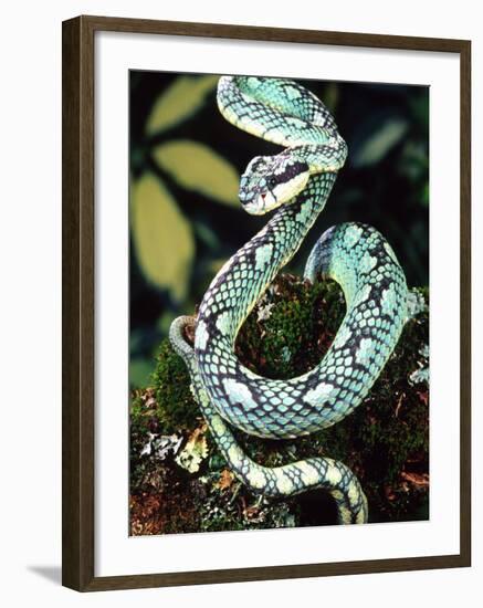 Sri Lankan Palm Viper, Native to Sri Lanka-David Northcott-Framed Photographic Print