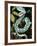 Sri Lankan Palm Viper, Native to Sri Lanka-David Northcott-Framed Photographic Print